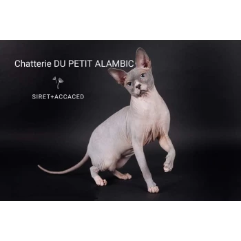 Chatterie DU PETIT ALAMBIC