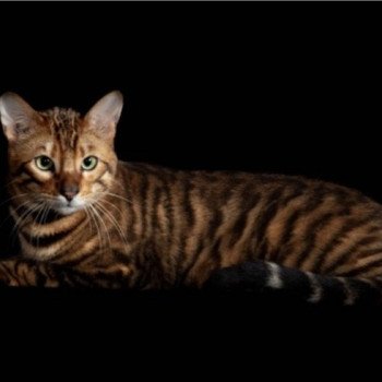 Toyger De La Brique Rose