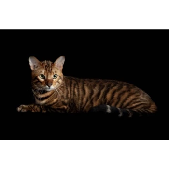 Toyger De La Brique Rose