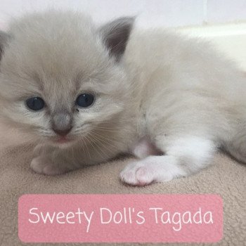 Sweety Doll's Tagada Femelle Ragdoll