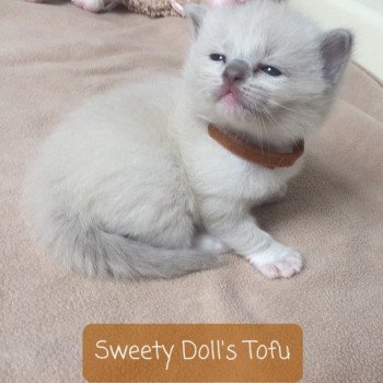 Sweety Doll's Tofu Mâle Ragdoll