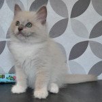 Sweety Doll's Tofu Mâle Ragdoll Sweety Doll's Tofu Mâle Ragdoll