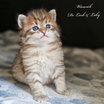Warwick De Link & Loky De Link & Loky Mâle Sibérien
