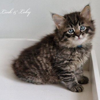 2e chaton (Portée Odessa De Link & Loky ❤ Tashkent De Link & Loky 2025) - Mâle brown mackerel tabby Mâle Sibérien