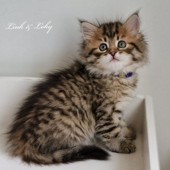 3e chaton (Portée Odessa De Link & Loky ❤ Tashkent De Link & Loky 2025) - Femelle brown mackerel tabby Femelle Sibérien