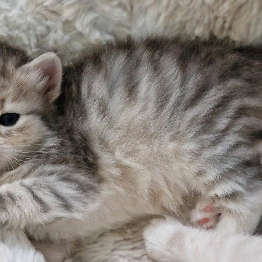 chaton Sibérien seal silver tabby point & blanc van Les Sibériens De Link & Loky seal silver tabby point & blanc van