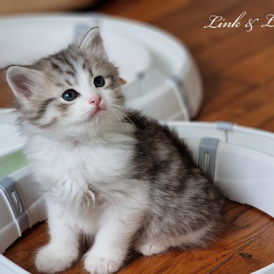 chaton Sibérien seal silver tabby point & blanc van Les Sibériens De Link & Loky seal silver tabby point & blanc van