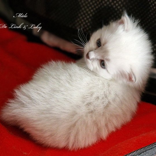 chaton Sibérien blue silver tabby point & blanc Les Sibériens De Link & Loky seal silver tabby point & blanc