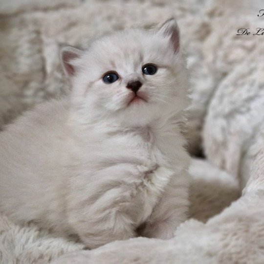 chaton Sibérien blue silver tabby point & blanc Les Sibériens De Link & Loky seal silver tabby point & blanc