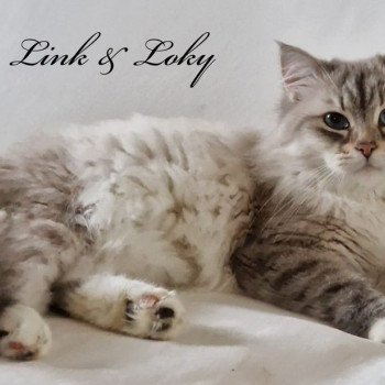 Shaolyn De Link & Loky De Link & Loky Mâle Sibérien