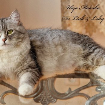 Ulya Malaïka De Link & Loky De Link & Loky Femelle Sibérien