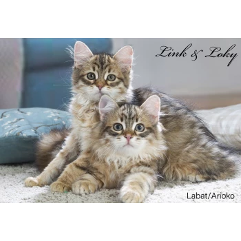 Les Sibériens De Link & Loky