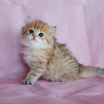 Urania d'Allegria Femelle British Longhair