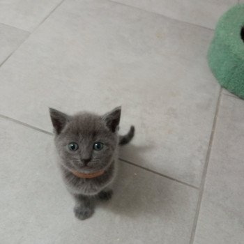 1er chaton (Portée Sally de la Ferme Barbier ❤ Saxo) - Femelle Collier marron Femelle Chartreux