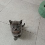 1er chaton (Portée Sally de la Ferme Barbier ❤ Saxo) - Femelle Collier marron Femelle Chartreux 1er chaton (Portée Sally de la Ferme Barbier ❤ Saxo) - Femelle Collier marron Femelle Chartreux