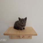 2e chaton (Portée Sally de la Ferme Barbier ❤ Saxo) - Femelle Femelle Chartreux 2e chaton (Portée Sally de la Ferme Barbier ❤ Saxo) - Femelle Femelle Chartreux