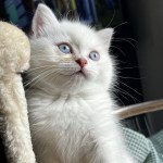 Femelle British Shorthair Femelle British Shorthair