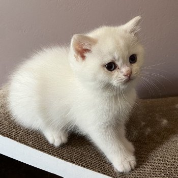 1er chaton (Portée Sharlie ❤ Cathy Choquet) - Mâle shaded point Silver shaded point (couleur à définir) Mâle British Shorthair