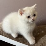 1er chaton (Portée Sharlie ❤ Cathy Choquet) - Mâle shaded point Silver shaded point (couleur à définir) Mâle British Shorthair 1er chaton (Portée Sharlie ❤ Cathy Choquet) - Mâle shaded point Silver shaded point (couleur à définir) Mâle British Shorthair