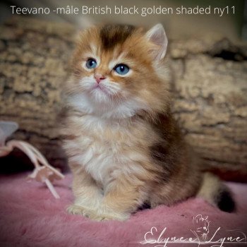Teevano Mâle British Longhair