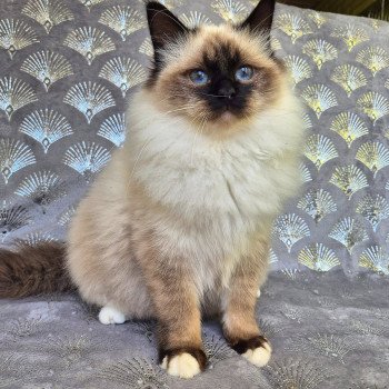 Vhaelyx Mâle Sacré de Birmanie