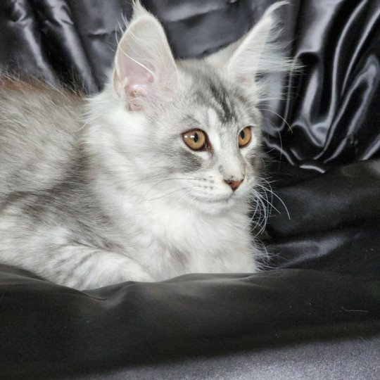 chaton Maine coon black silver ticked tabby Arthémis Chatterie du rêve d'Aliléa black silver ticked tabby