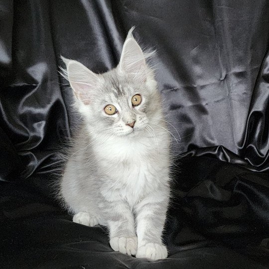 chaton Maine coon black silver ticked tabby Arthémis Chatterie du rêve d'Aliléa black silver ticked tabby