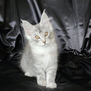 Arthémis du rêve d'Aliléa Femelle Maine coon