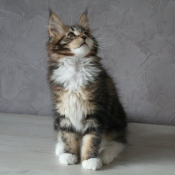 Tiger du rêve d'Aliléa Mâle Maine coon