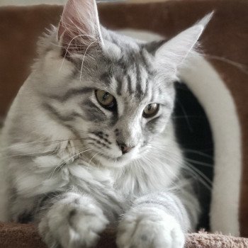 Utopia des Coons de Crémont du rêve d'Aliléa Femelle Maine coon