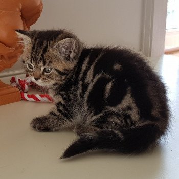 Pampa Femelle British Shorthair