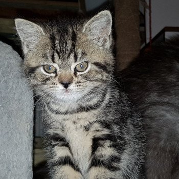 Patawa Femelle British Shorthair