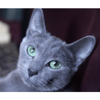 Chatterie De L Ile De France Elevage De Chat Russe Longhair