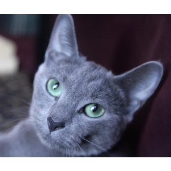 Chatterie de l'Ile de France