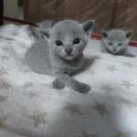 1er chaton (Portée Yoko blue ❤ Jump for my Life 2022) - Mâle blue Mâle Russe 1er chaton (Portée Yoko blue ❤ Jump for my Life 2022) - Mâle blue Mâle Russe