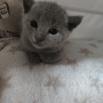 2e chaton (Portée Yoko blue ❤ Jump for my Life 2022) - Mâle blue Mâle Russe 2e chaton (Portée Yoko blue ❤ Jump for my Life 2022) - Mâle blue Mâle Russe