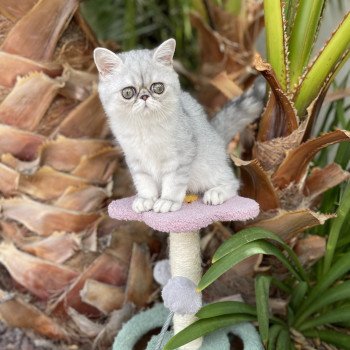 TITOUNE De Bellavista Mâle Exotic Shorthair