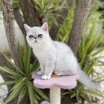 TRESOR De Bellavista Mâle Exotic Shorthair