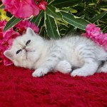 4e chaton (Portée scarlette ❤ Joli Coeur 2022) - Femelle  Femelle Exotic Shorthair