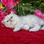 4e chaton (Portée scarlette ❤ Joli Coeur 2022) - Femelle Femelle Exotic Shorthair 4e chaton (Portée scarlette ❤ Joli Coeur 2022) - Femelle Femelle Exotic Shorthair