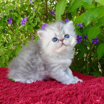 5e chaton (Portée scarlette ❤ Joli Coeur 2022) - Femelle shaded Femelle Exotic Shorthair