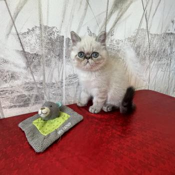 1er chaton (Portée scarlette ❤ Take my heart) - Mâle brown blotched tabby Mâle Exotic Shorthair