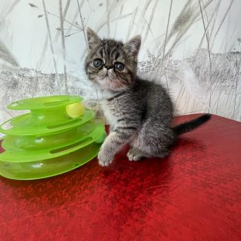 2e chaton (Portée scarlette ❤ Take my heart) - Mâle brown blotched tabby Mâle Exotic Shorthair