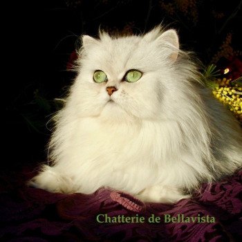 Chatterie de Bellavista