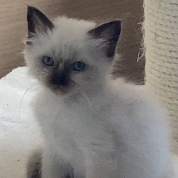 1er chaton (Portée SCARLETT ❤ PAPER) - Femelle chocolate seal point Femelle Sacré de Birmanie