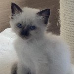 1er chaton (Portée SCARLETT ❤ PAPER) - Femelle chocolate seal point Femelle Sacré de Birmanie 1er chaton (Portée SCARLETT ❤ PAPER) - Femelle chocolate seal point Femelle Sacré de Birmanie