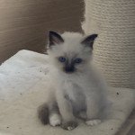 U’ Femelle Sacré de Birmanie U’ Femelle Sacré de Birmanie