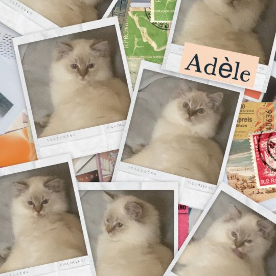 chaton Ragdoll chocolate tabby point ADÈLE DES ROYAL TEA’Z Chatterie des Royal Tea’z chocolate tabby point