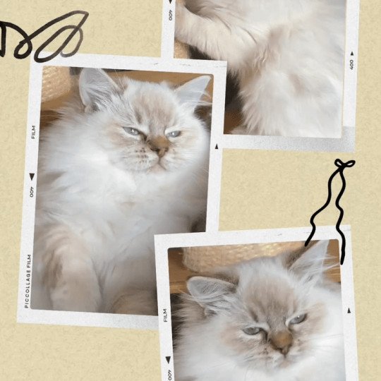 chaton Ragdoll chocolate tabby point ADÈLE DES ROYAL TEA’Z Chatterie des Royal Tea’z chocolate tabby point