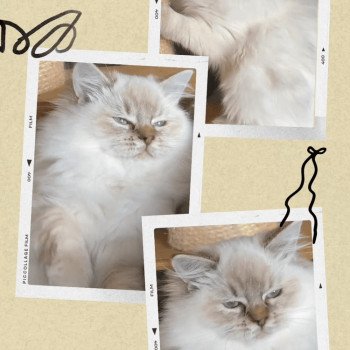 ADÈLE DES ROYAL TEA’Z Femelle Ragdoll